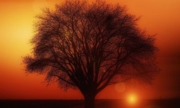 Cosa pensano le foreste dei libri?