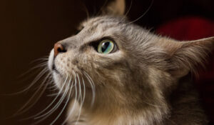 gatto